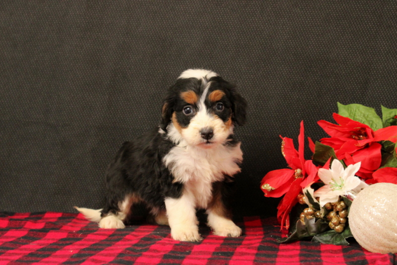 puppy, for, sale, Mini Bernadoodle F2, Matthew B. Stoltzfus, dog, breeder, Gap, PA, dog-breeder, puppy-for-sale, forsale, nearby, find, puppyfind, locator, puppylocator, aca